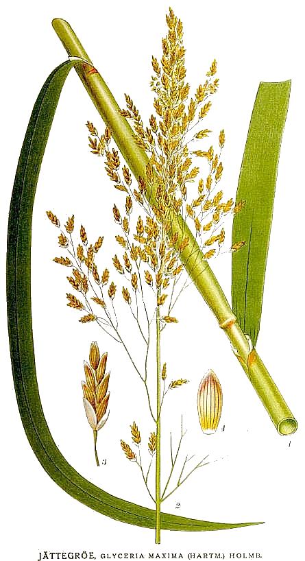 Reed sweetgrass identification and control: Glyceria maxima - King County,  Washington