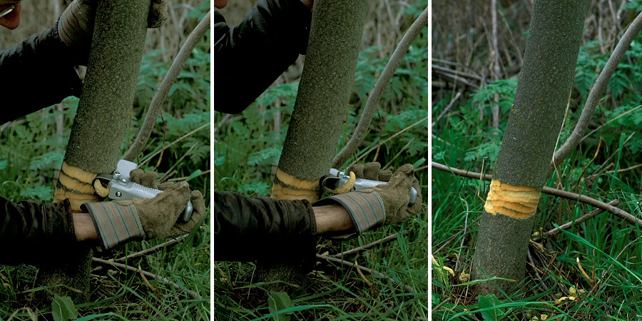 ringing medium trees