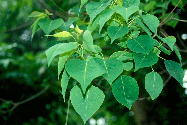 Young red leaves