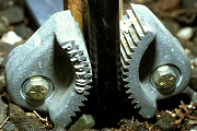 root jack