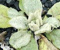 puzzy vs. mullein