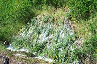 waipuna