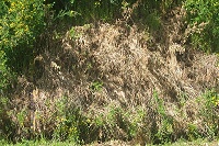 waipuna