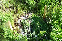 waipuna