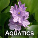 aquatics