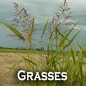 grasses