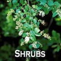 shrubs