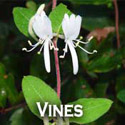 vines